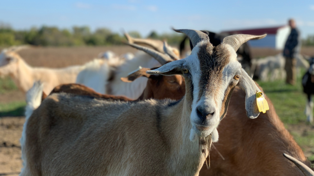 Kiko Goats For Sale Missouri - Waltz Avenue Farms