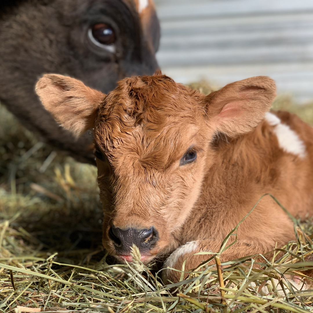 Miniature Jersey Cows For Sale Missouri - Waltz Avenue Farms